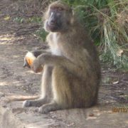 BOTSWANA Monkeys